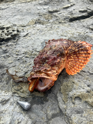 オニカサゴの釣果