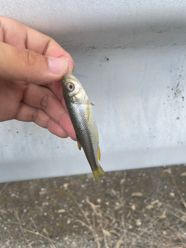 オイカワの釣果