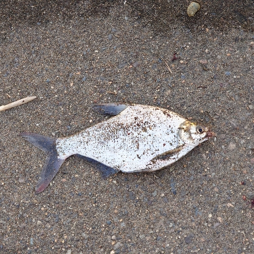 ダントウボウの釣果