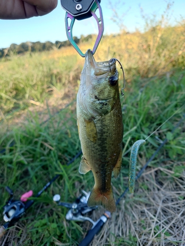 ラージマウスバスの釣果