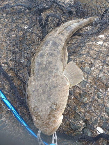 マゴチの釣果