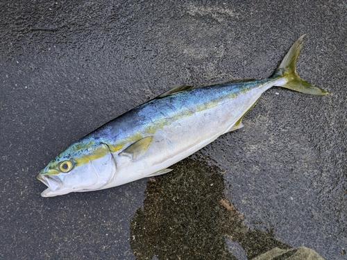 ツバスの釣果