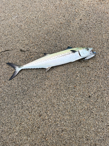 サゴシの釣果