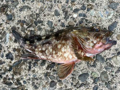 アラカブの釣果