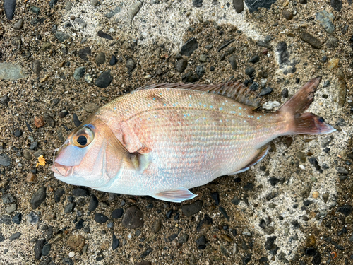 チャリコの釣果