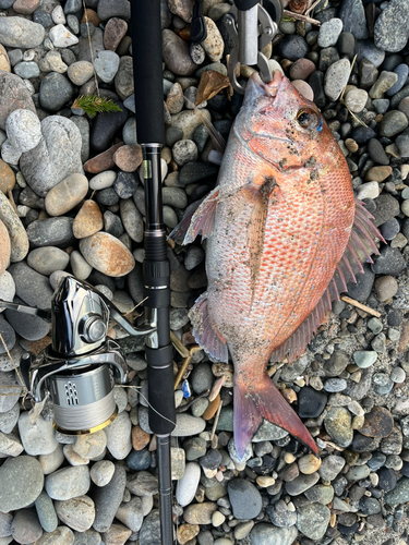 タイの釣果