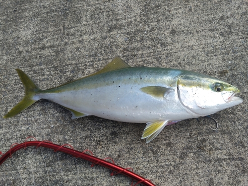 イナダの釣果