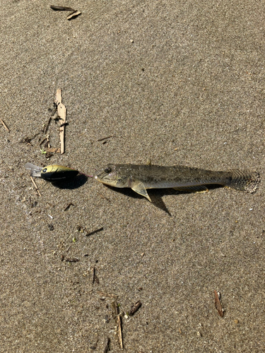 ハゼの釣果