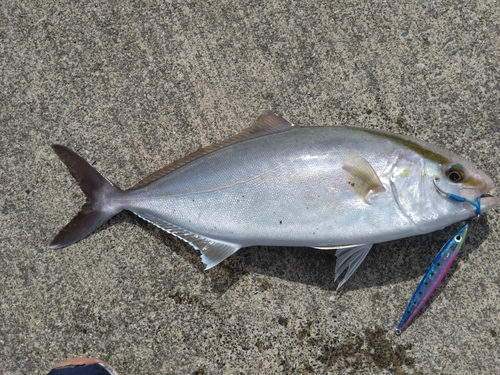 カンパチの釣果