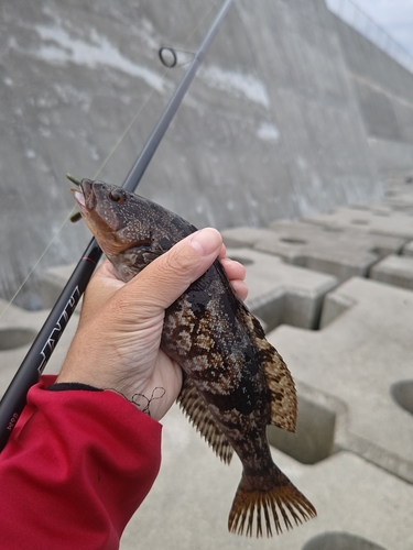 アイナメの釣果