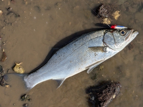 フッコ（ヒラスズキ）の釣果