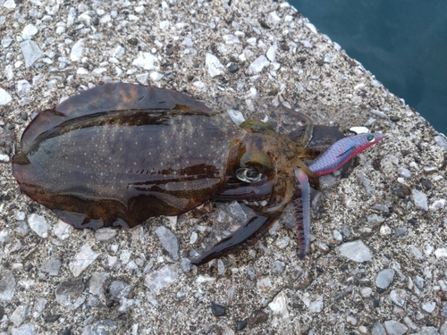 アオリイカの釣果