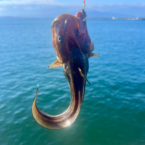 ゴンズイの釣果