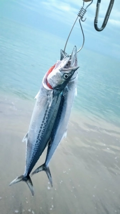 サゴシの釣果