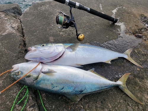 ショッコの釣果