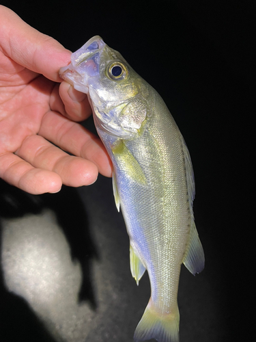 セイゴ（マルスズキ）の釣果