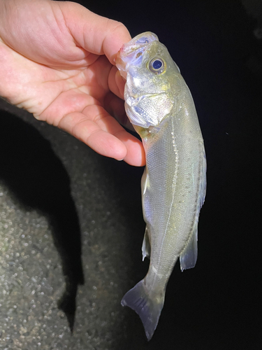 セイゴ（タイリクスズキ）の釣果