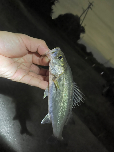 セイゴ（タイリクスズキ）の釣果