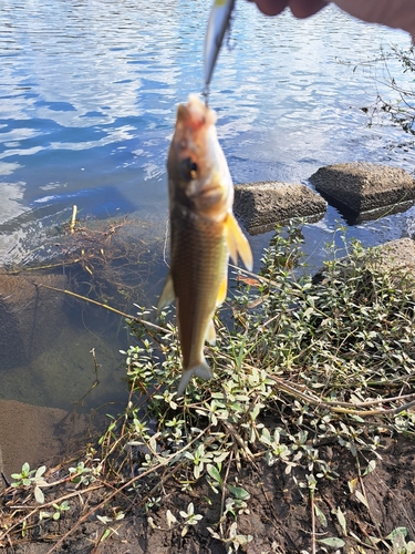 ニゴイの釣果