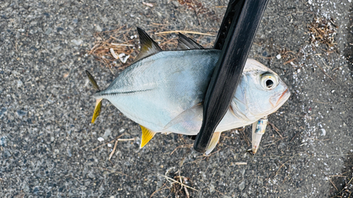 メッキの釣果