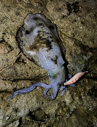 アオリイカの釣果