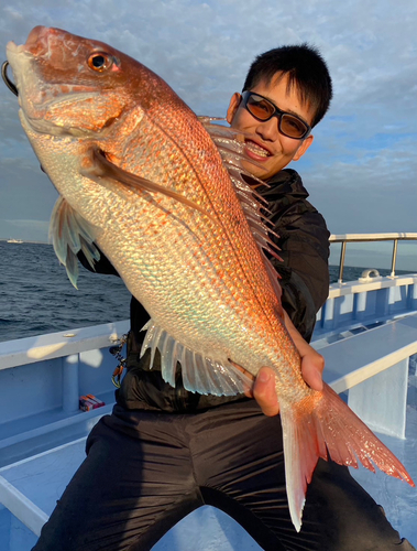 マダイの釣果