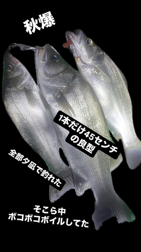 フッコ（ヒラスズキ）の釣果