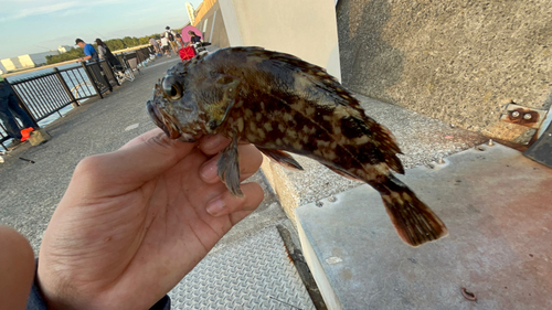 若洲海浜公園海釣り施設