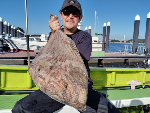 マダコの釣果