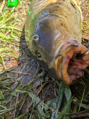 コイの釣果