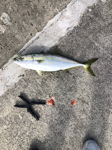 イナダの釣果