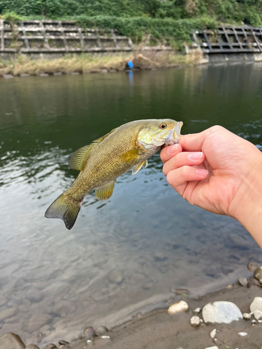 スモールマウスバスの釣果