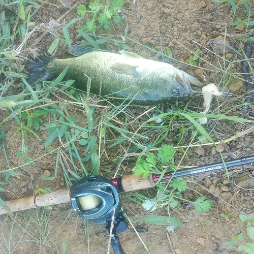 ブラックバスの釣果