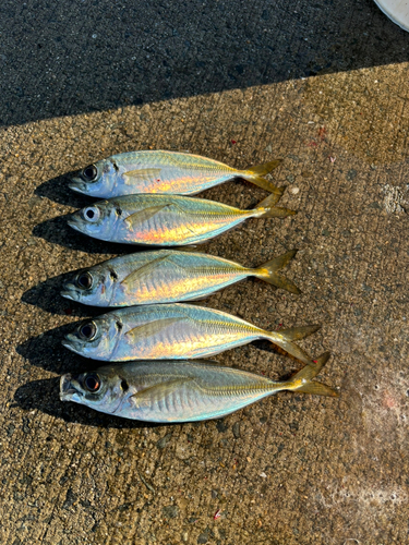 マアジの釣果