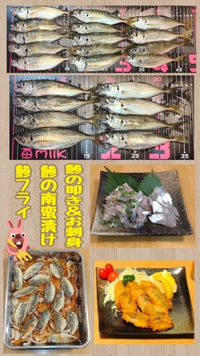 アジの釣果