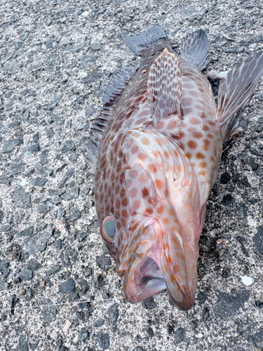 オオモンハタの釣果