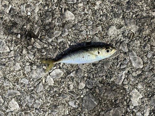 マアジの釣果