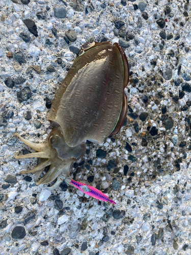 コウイカの釣果