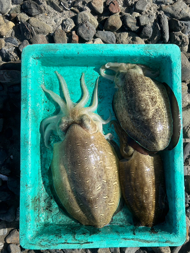 モンゴウイカの釣果