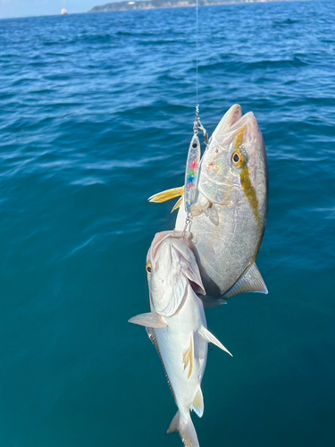 ショゴの釣果