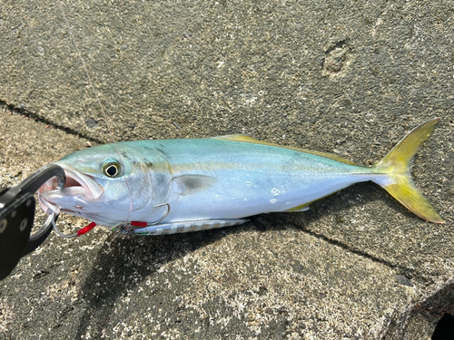 ツバイソの釣果