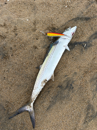 サゴシの釣果