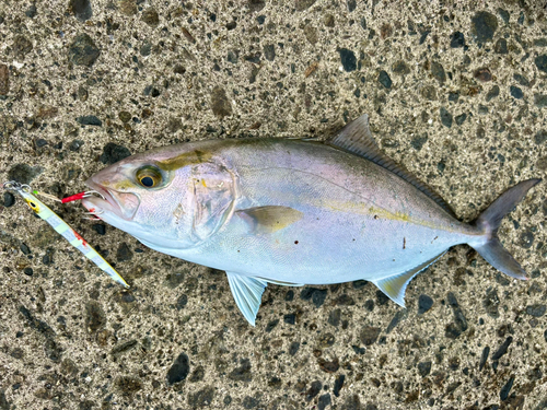 ショゴの釣果