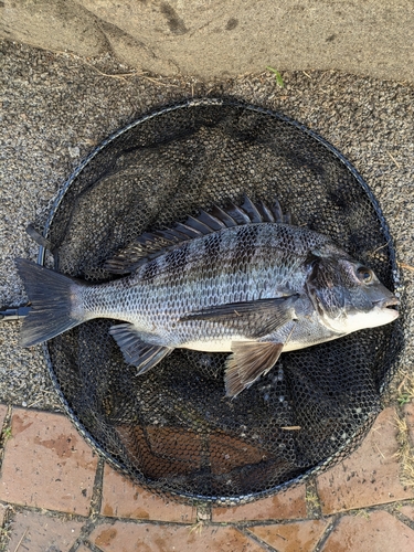 クロダイの釣果