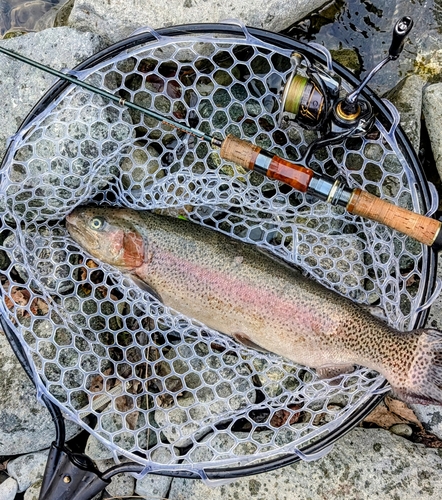 ニジマスの釣果