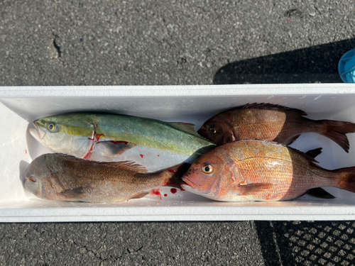 マダイの釣果