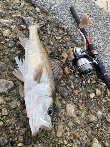 スズキの釣果