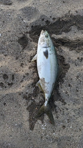 イナダの釣果