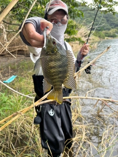 ティラピアの釣果