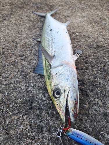 サゴシの釣果